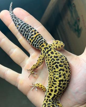 Geco leopardino