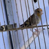Ibrido di cardellino con canarina