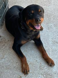 Rottweiler e meticcio di corso