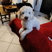 Cucciolo di Lagotto Romagnolo