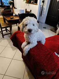 Cucciolo di Lagotto Romagnolo