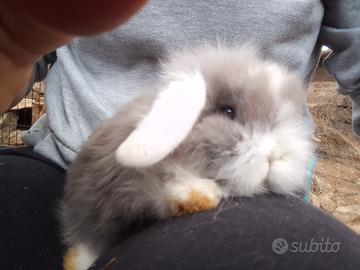 Conigli nani ariete e altre razze