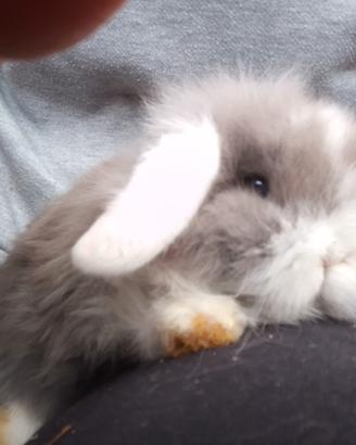 Conigli nani ariete e altre razze