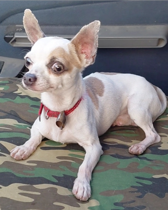 Chihuahua maschio