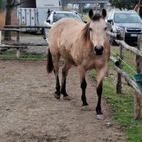 Cavalla qh Buckskin