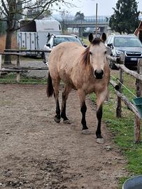 Cavalla qh Buckskin