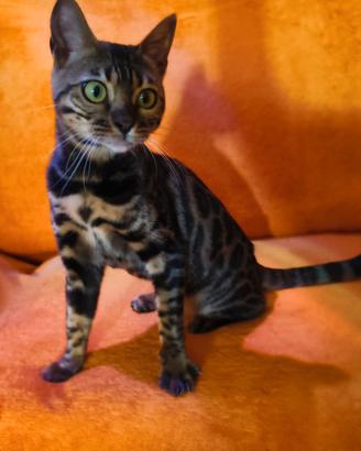 Gattina Bengala con Pedigree 