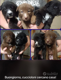 Cuccioliii