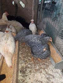 Pulcinotti Amrock e misti