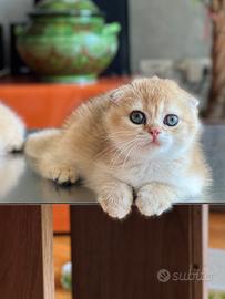 Cucciola di Scottish Fold colore biscotto chiaro