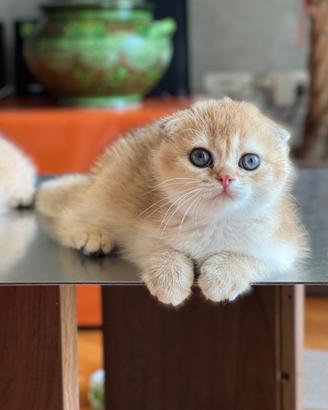 Cucciola di Scottish Fold colore biscotto chiaro