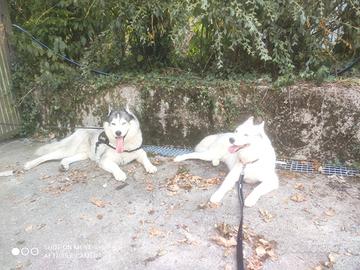 Cuccioli Siberian Husky con pedigree