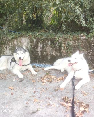 Cuccioli Siberian Husky con pedigree