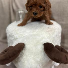 Barboncini toy e mini toy