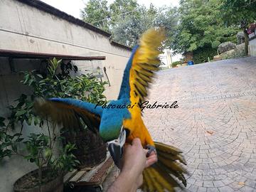 Pappagallo Ara Ararauna