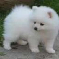 Spitz Pomerania