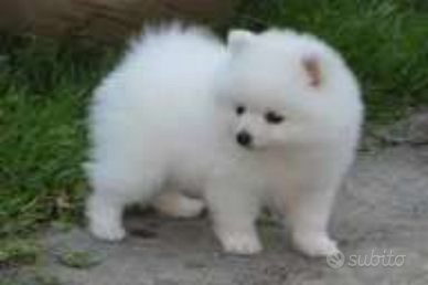 Spitz Pomerania
