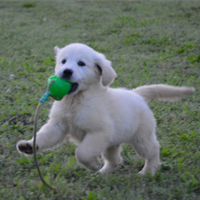 Golden retriever cucciolo