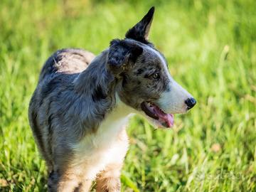 Cuccioli Lagorai Border collie merle