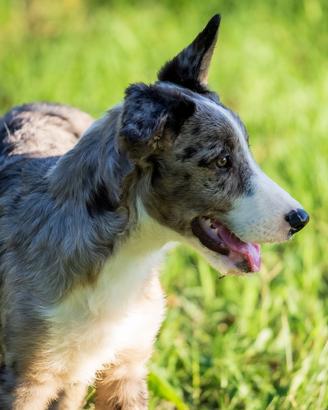 Cuccioli Lagorai Border collie merle
