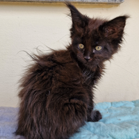 Cuccioli di maine coon