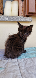 Cuccioli di maine coon