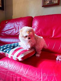 Cucciola Maltipoo Mini Toy