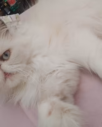 Gatti persiani di circa tre anni, vaccinati