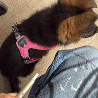 Cucciola pastore tedesco