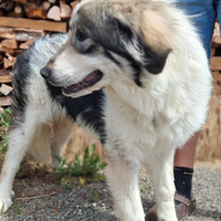 Pastore dei Pirenei come maremmano