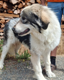 Pastore dei Pirenei come maremmano