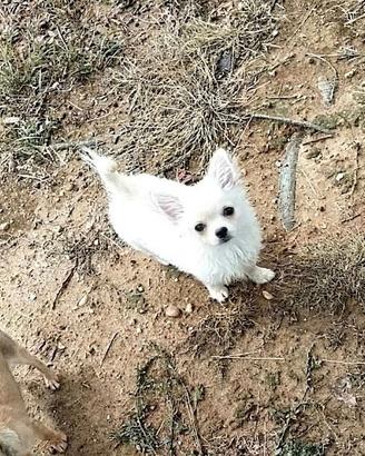 Chihuahua cucciolo
