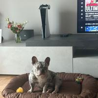 Bulldog francese monta