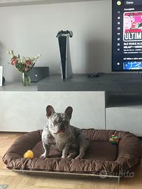 Bulldog francese monta