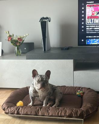 Bulldog francese monta