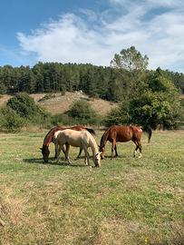 Pensione per cavalli