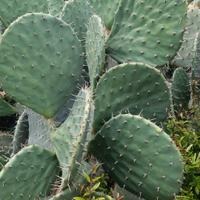 pale di opuntia robusta 