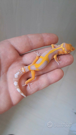 Geco leopardino vari morph