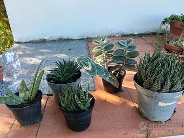 Piante in vaso