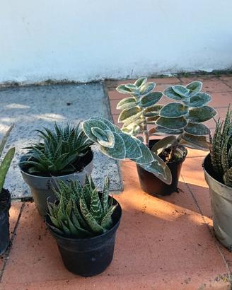 Piante in vaso