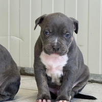 Cucciolo maschio pitbull