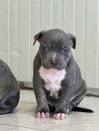 Cucciolo maschio pitbull