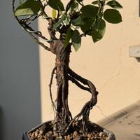 Bonsai Rosa