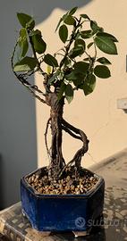 Bonsai Rosa