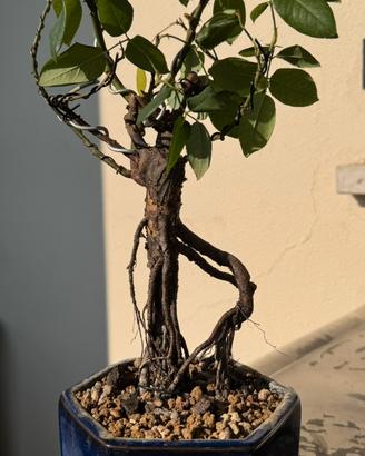 Bonsai Rosa