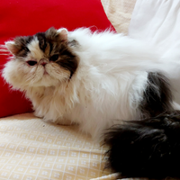 Persiano