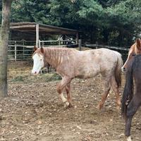 Allevamento cavalli Quarabs
