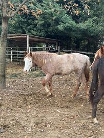 Allevamento cavalli Quarabs