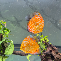 Discus
