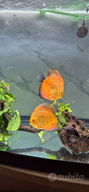 Discus